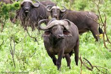 Afrikanischer Büffel (41 von 102).jpg